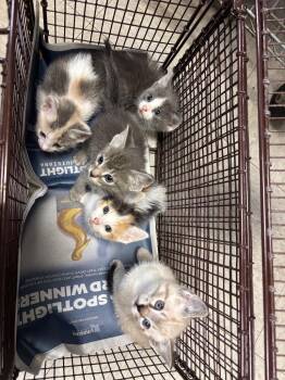 26-0722C -  Domestic Short Hair Cat for Adoption in Sorrento, Louisiana - 26-0722C | PetCurious
