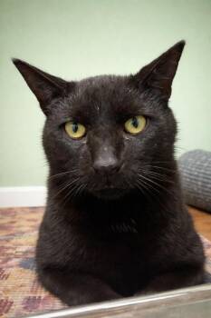 Domestic Short Hair Cats Available for Adoption in Evansville, Indiana - Aragon | PetCurious