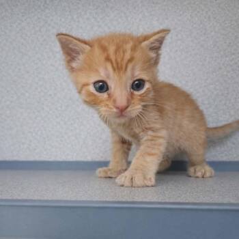 Domestic Short Hair Cats Available for Adoption - Orange Creamsicle Shine | PetCurious