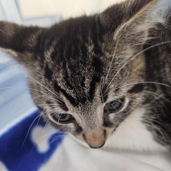 Jade -  Domestic Short Hair Cat for Adoption in Evansville, Indiana - Jade | PetCurious