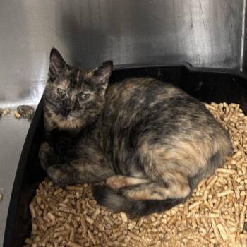 Sydney -  Domestic Short Hair Cat for Adoption in Carencro, Louisiana - Sydney | PetCurious