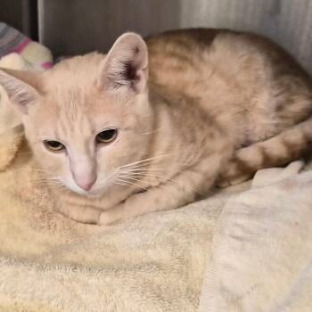 Spice -  Domestic Short Hair Cat for Adoption in Bentonville, Arkansas - Spice | PetCurious