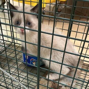 Cosmo -  Domestic Medium Hair Cat Available for Adoption in Winston-salem, North Carolina - Cosmo | PetCurious