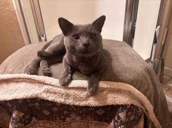 Smokey -  Domestic Short Hair and Russian Blue Cat for Adoption in Vacaville, California - Smokey | PetCurious