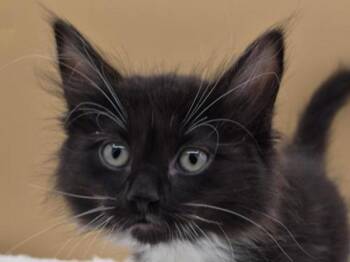 Peasy -  Domestic Medium Hair Cat for Adoption in Portland, Oregon - Peasy | PetCurious