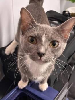Domestic Short Hair Cats Available for Adoption - Marilyn | PetCurious