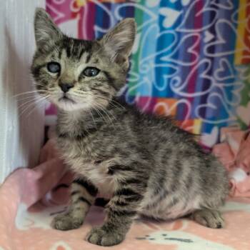 Summerland -  Domestic Short Hair Cat for Adoption - Summerland | PetCurious