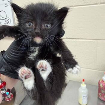Gumdrop -  Domestic Medium Hair Cat for Adoption in Reno, Nevada - Gumdrop | PetCurious