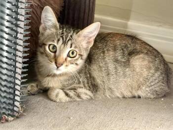 Willow -  Domestic Short Hair Cat for Adoption in Phoenix, Arizona - Willow | PetCurious