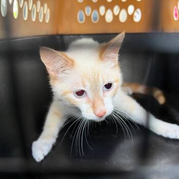 Domestic Short Hair Cats Available for Adoption in Gainesville, Florida - Jack | PetCurious