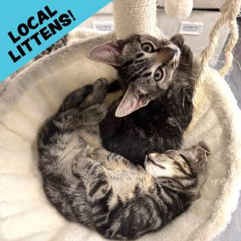 LOCAL KITTENS, The Tartan Tabbies -  Domestic Short Hair Cat for Adoption in Scituate, Rhode Island - LOCAL KITTENS, The Tartan Tabbies | PetCurious