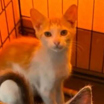 Sunkist -  Domestic Short Hair Cat for Adoption in Washington, District Of Columbia - Sunkist | PetCurious