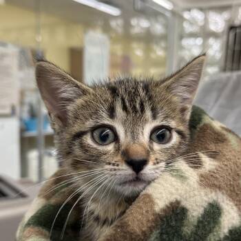 Buttercream -  Domestic Short Hair Cat for Adoption in West Palm Beach, Florida - Buttercream | PetCurious