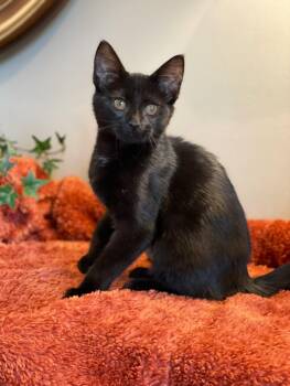 Luna -  Domestic Short Hair Cat for Adoption in Taylor, Michigan - Luna | PetCurious