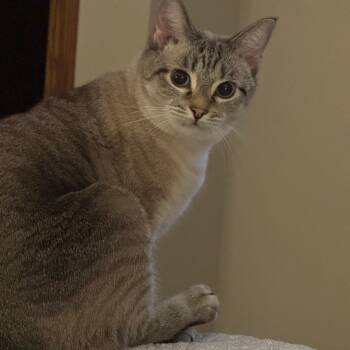 Luna - Home to Home -  Domestic Medium Hair and Siamese Cat for Adoption in South Elgin, Illinois - Luna - Home To Home | PetCurious