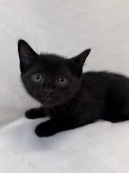 Domestic Short Hair Cats Available for Adoption in Greensboro, North Carolina - Declan | PetCurious