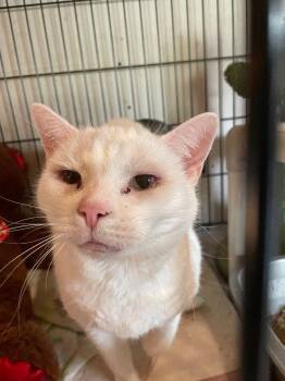 Miss Kitty -  Domestic Short Hair Cat for Adoption in Cromwell, Kentucky - Miss Kitty | PetCurious
