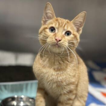 Domestic Short Hair Cats Available for Adoption in Matteson, Illinois - Captain Carrot | PetCurious