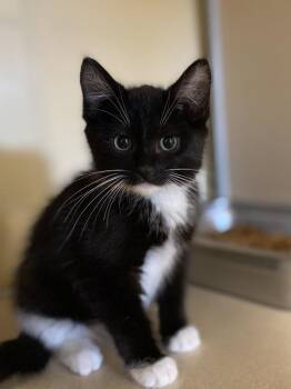 Frankie -  Domestic Medium Hair Cat for Adoption in Salinas, California - Frankie | PetCurious
