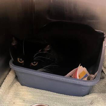 Rescue Domestic Medium Hair Cats for Adoption in Lindon, Utah - Cassie | PetCurious