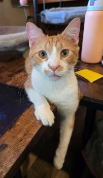 Washington -  Domestic Short Hair Cat for Adoption in Sioux Falls, South Dakota - Washington | PetCurious