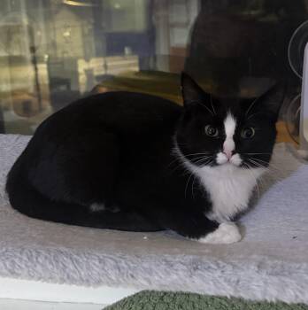 Eunice -  Domestic Short Hair Cat for Adoption in Berkeley Springs, West Virginia - Eunice | PetCurious