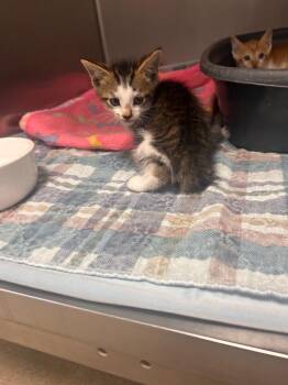 Freddie -  Domestic Short Hair Cat for Adoption in New Cumberland, West Virginia - Freddie | PetCurious