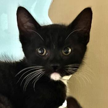 Babadook -  Domestic Short Hair Cat for Adoption in Walnut Creek, California - Babadook | PetCurious