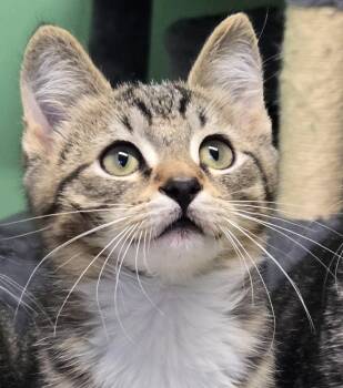 Domestic Short Hair Cats Available for Adoption in Shelton, Washington - Sawyer | PetCurious