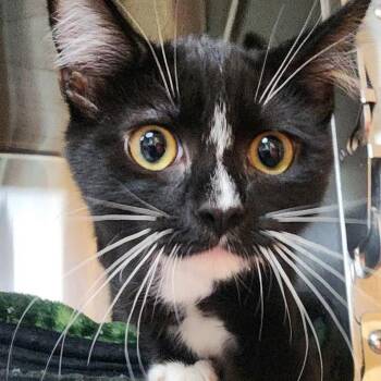 Bara -  Domestic Short Hair Cat for Adoption in Shinnston, West Virginia - Bara | PetCurious