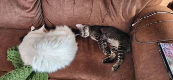 Domestic Short Hair Cats Available for Adoption - Spicy | PetCurious