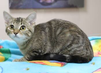 Dawn -  Domestic Short Hair Cat for Adoption in Portage, Wisconsin - Dawn | PetCurious