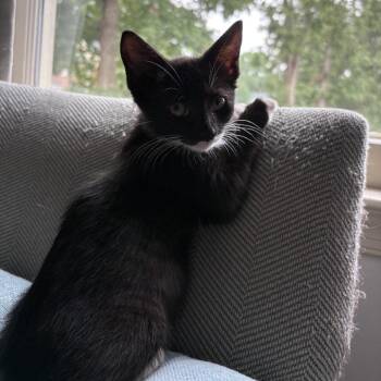 Padme -  Domestic Short Hair Cat for Adoption in Stokesdale, North Carolina - Padme | PetCurious