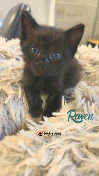 After Dark Litter:  Raven -  Domestic Short Hair Cat for Adoption in Council Bluffs, Iowa - After Dark Litter:  Raven | PetCurious