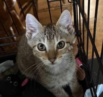 Raven -  Domestic Short Hair Cat for Adoption in St. Peters, Missouri - Raven | PetCurious