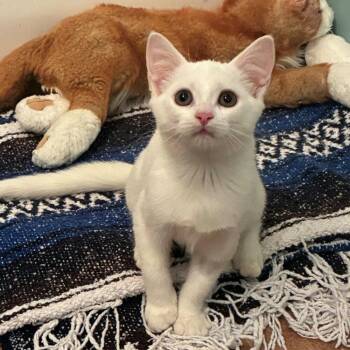 Nilla -  Domestic Short Hair Cat for Adoption in Candler, North Carolina - Nilla | PetCurious