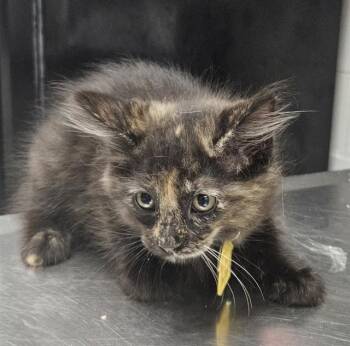 SUNFIRE -  Domestic Short Hair Cat for Adoption in St. Louis, Missouri - SUNFIRE | PetCurious