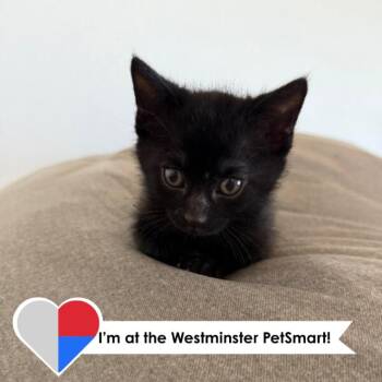 Artemis -  Domestic Short Hair Cat for Adoption in Fort Collins, Colorado - Artemis | PetCurious