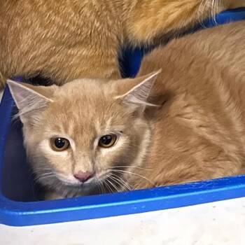 Jazz -  Domestic Medium Hair Cat for Adoption in Columbiana, Alabama - Jazz | PetCurious