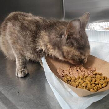 Cinder -  Domestic Short Hair Cat for Adoption in Greensboro, North Carolina - Cinder | PetCurious