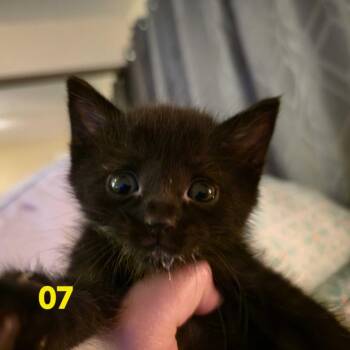 Tomas -  Domestic Short Hair Cat for Adoption in Los Angeles, California - Tomas | PetCurious