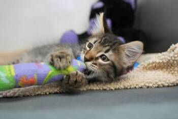 Aspen -  Domestic Medium Hair Cat for Adoption in Edmond, Oklahoma - Aspen | PetCurious