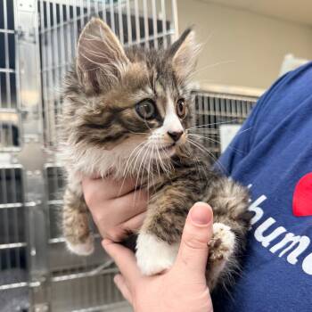 Lord Baguette -  Domestic Long Hair Cat for Adoption in Indianapolis, Indiana - Lord Baguette | PetCurious