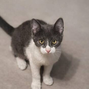 Domestic Short Hair Cats Available for Adoption in Houston, Texas - Batman | PetCurious