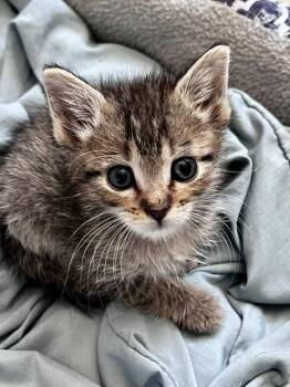 BEES -  Domestic Short Hair Cat for Adoption in Colorado Springs, Colorado - BEES | PetCurious