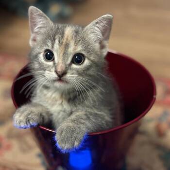 Minerva C11587 -  Domestic Short Hair Cat for Adoption - Minerva C11587 | PetCurious