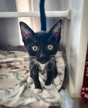 Fernando -  Domestic Short Hair Cat for Adoption in Westland, Michigan - Fernando | PetCurious
