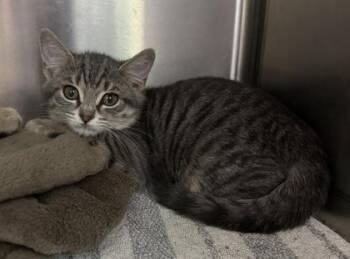 Rescue Domestic Short Hair Cats for Adoption in Orland Hills, Illinois - Juniper | PetCurious