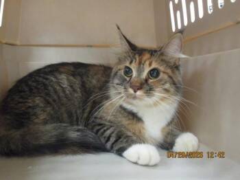 Shuri(606) -  Domestic Short Hair Cat for Adoption in Marietta, Georgia - Shuri(606) | PetCurious