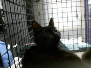 MOANA -  Domestic Medium Hair and Domestic Short Hair Cat for Adoption in Houston, Texas - MOANA | PetCurious